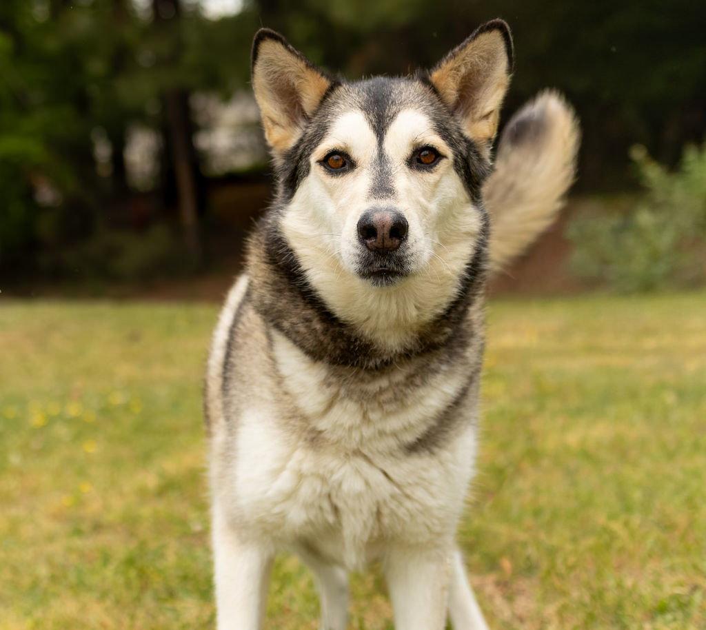 Lolli, a Adoptable Husky in Durham, NC image 2/3