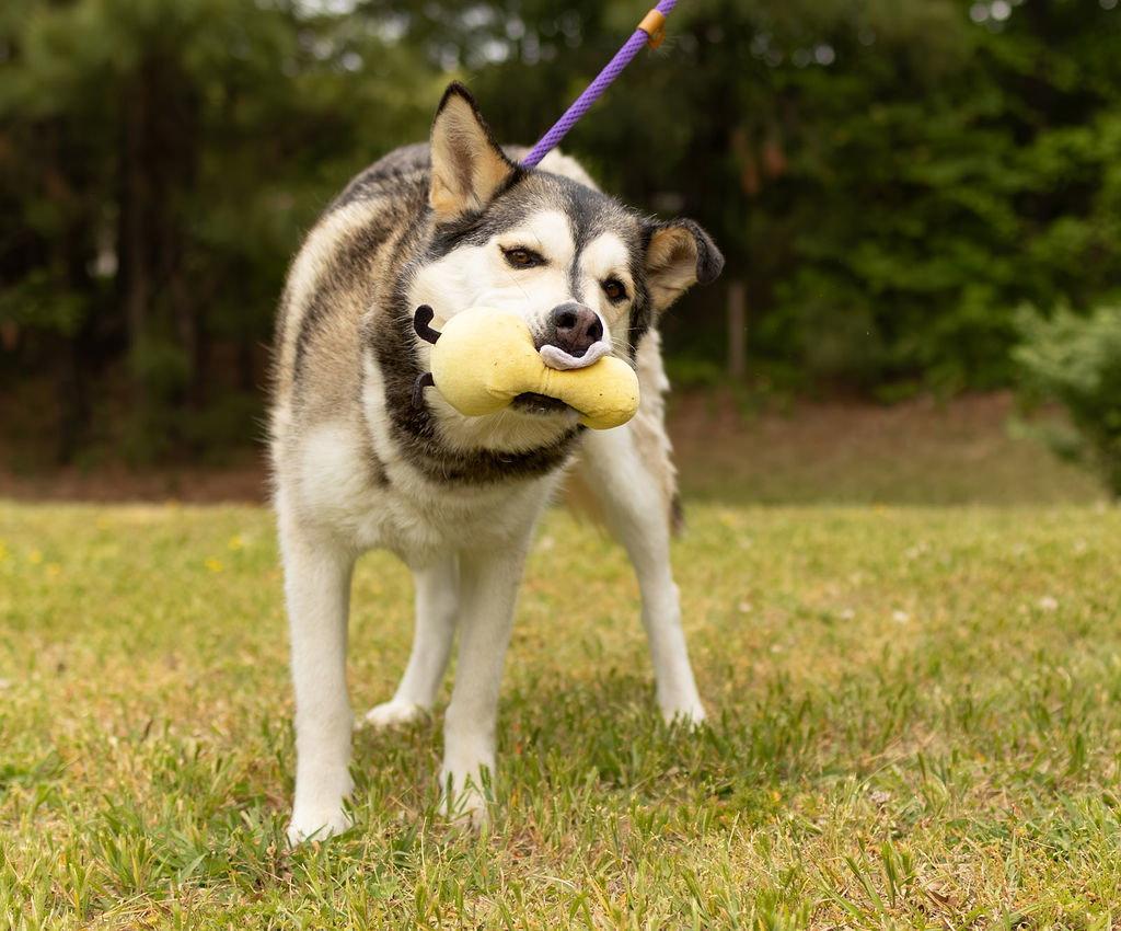 Lolli, a Adoptable Husky in Durham, NC image 3/3