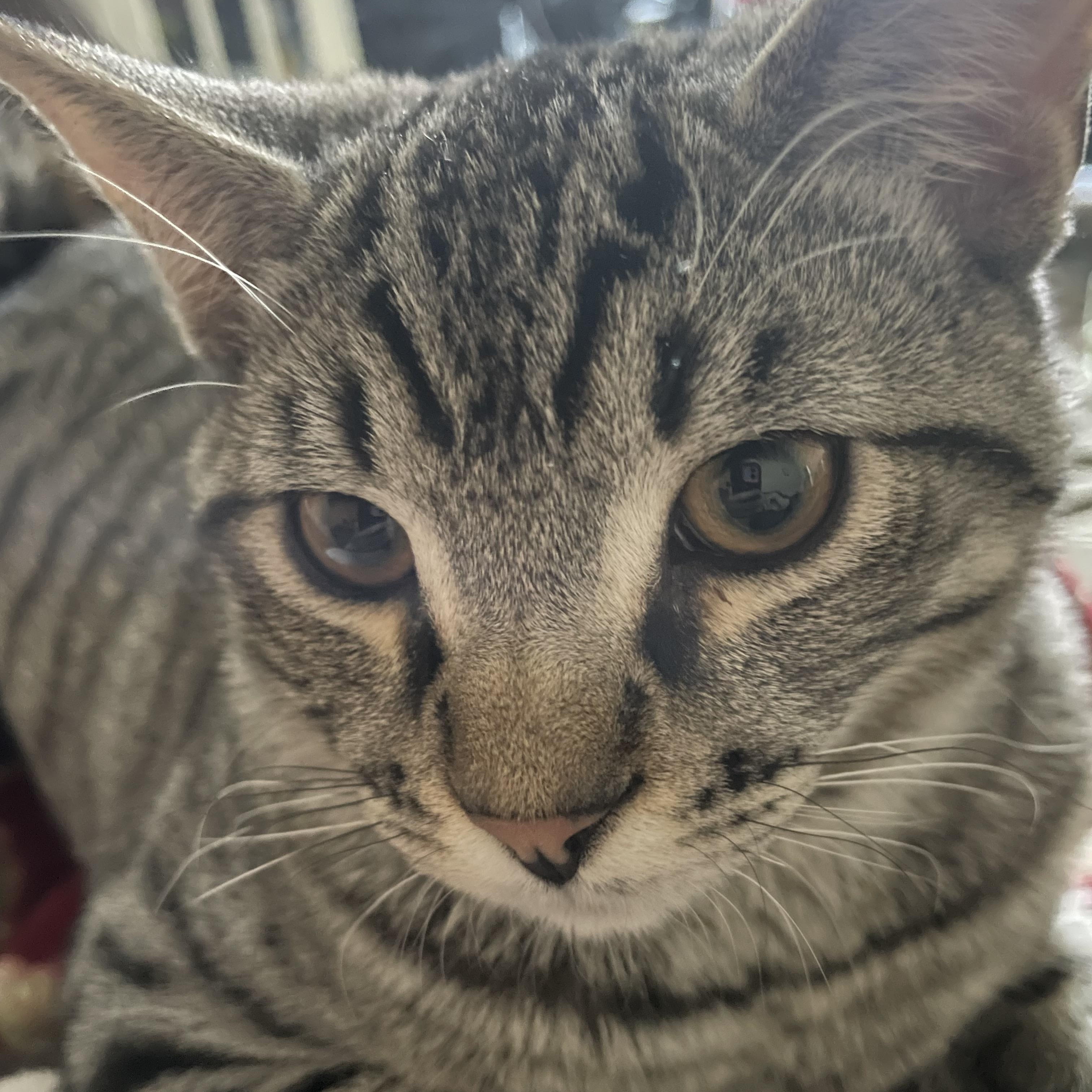 Enlarge STASCHE BOY , a ADOPTABLE mixed breed in Palmdale, CA image 4/5