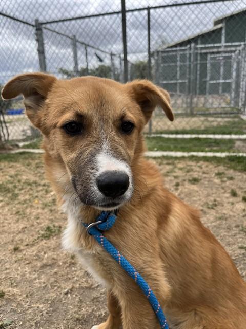 Colt, an adopted mixed breed in Las Vegas, NV image 2/2