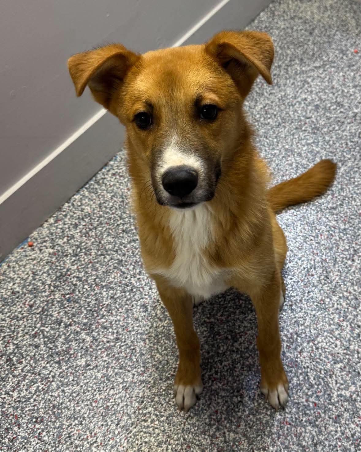 Colt, adopted, Young Male Border Collie.