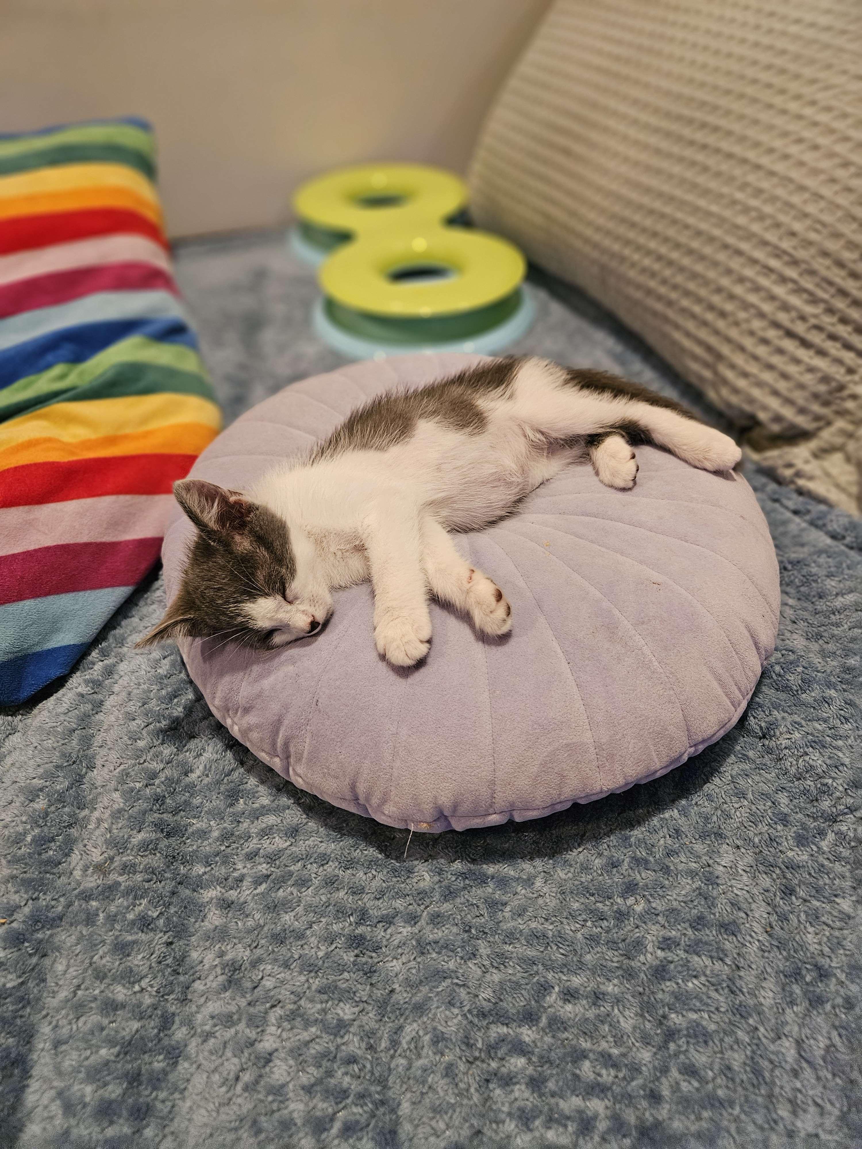 Enlarge Gin, a Adopted Domestic Short Hair in Rancho Santa Margarita, CA image 3/6