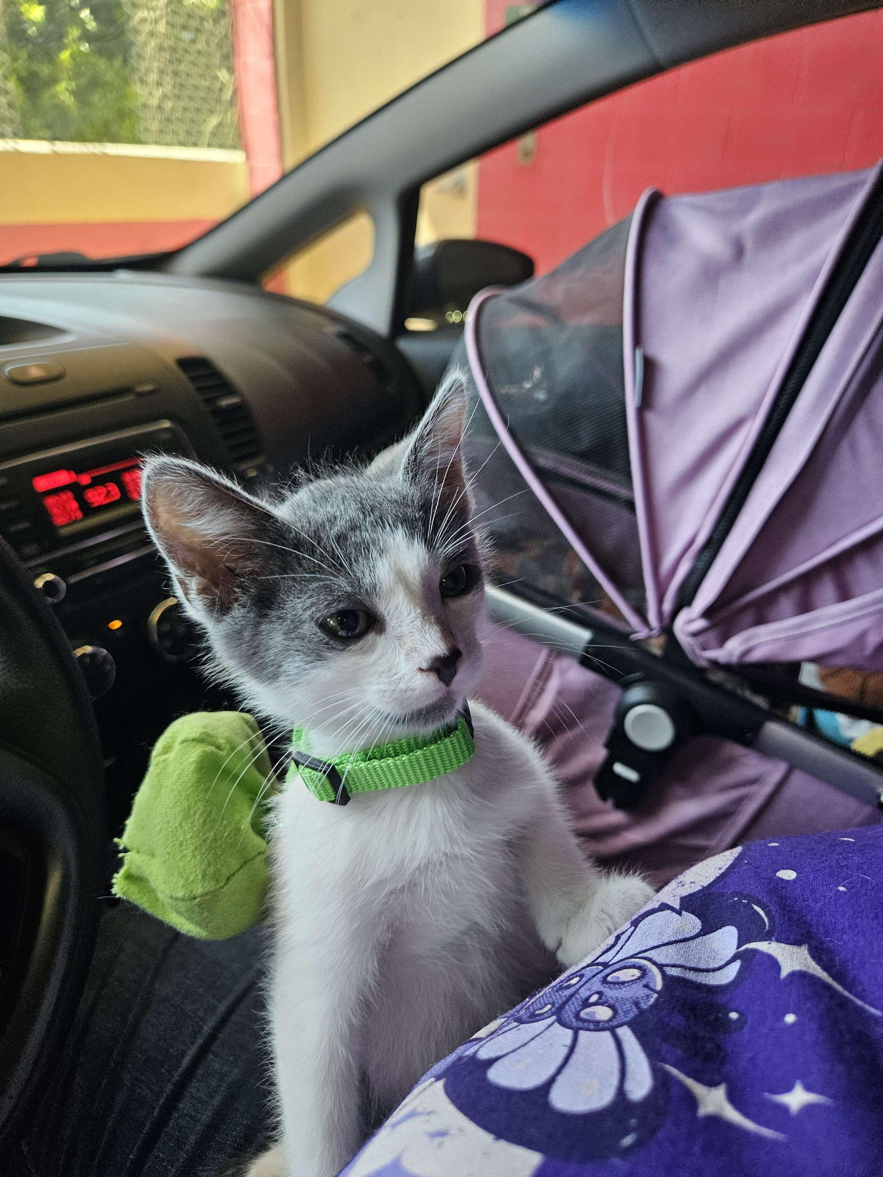 Enlarge Gin, a Adopted Domestic Short Hair in Rancho Santa Margarita, CA image 1/6