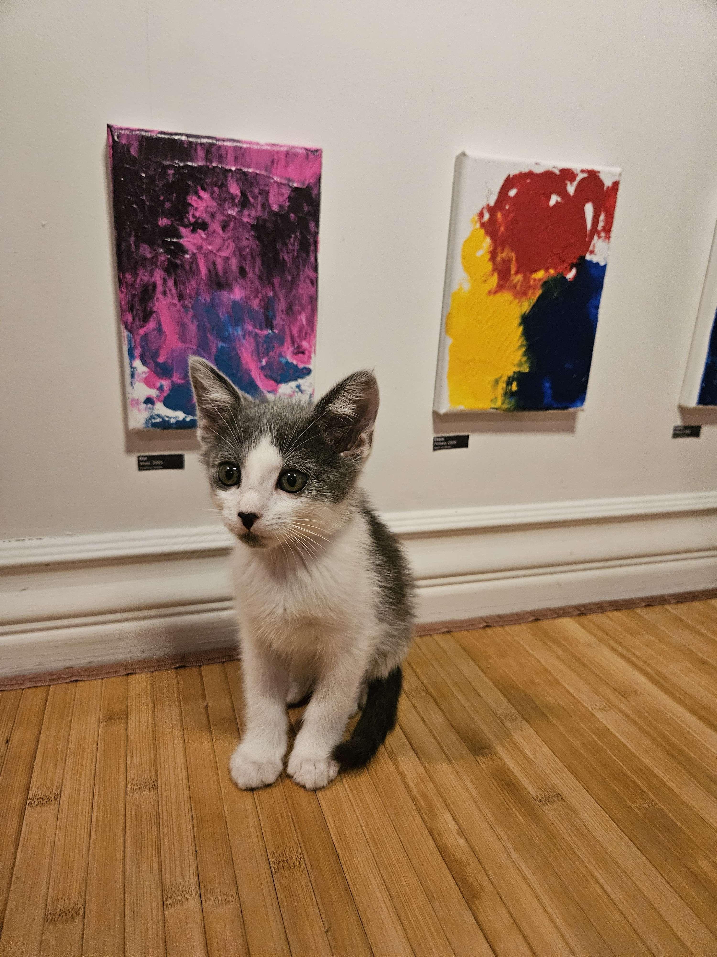 Enlarge Gin, a Adopted Domestic Short Hair in Rancho Santa Margarita, CA image 4/6