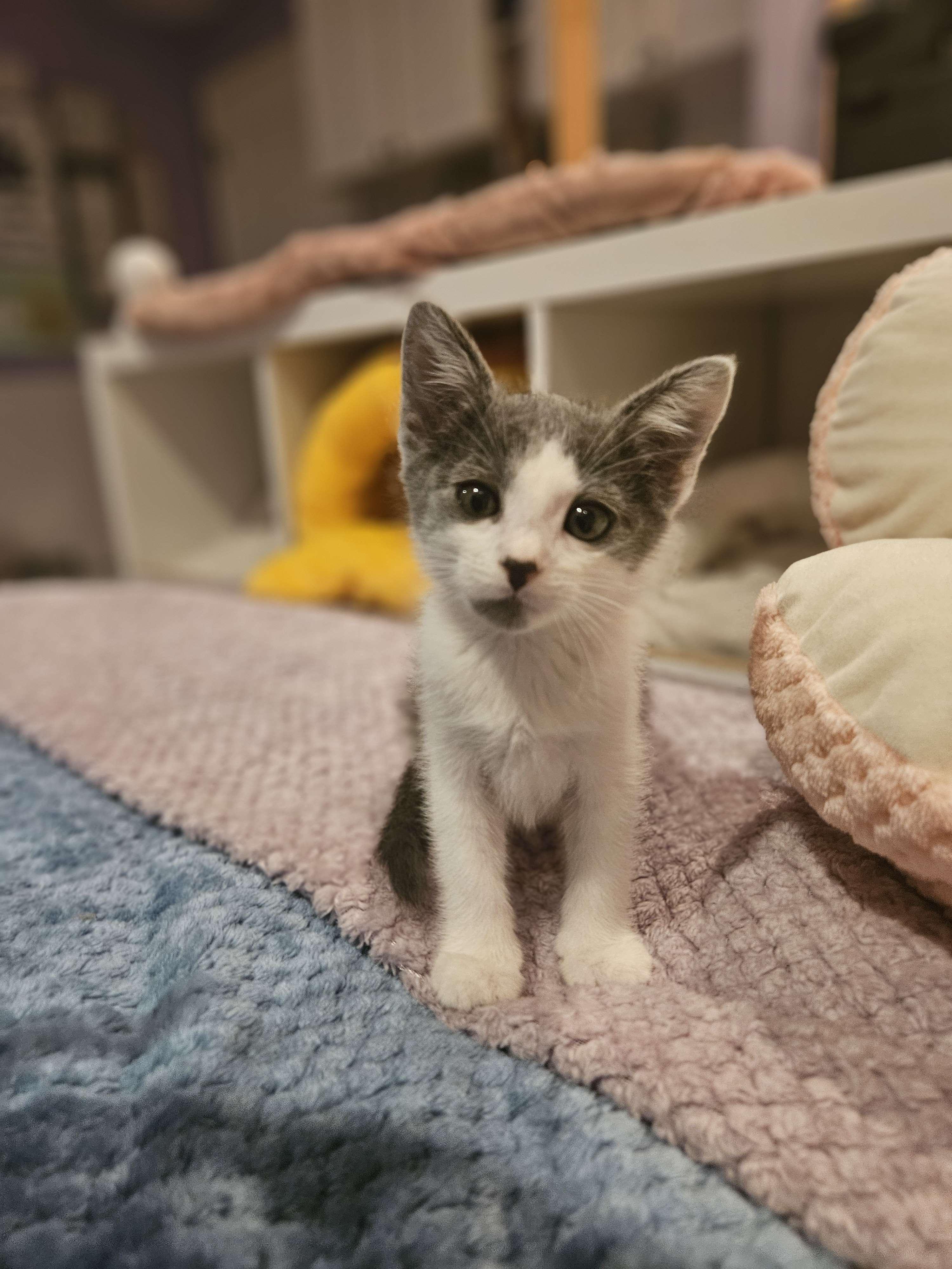 Enlarge Gin, a Adopted Domestic Short Hair in Rancho Santa Margarita, CA image 5/6