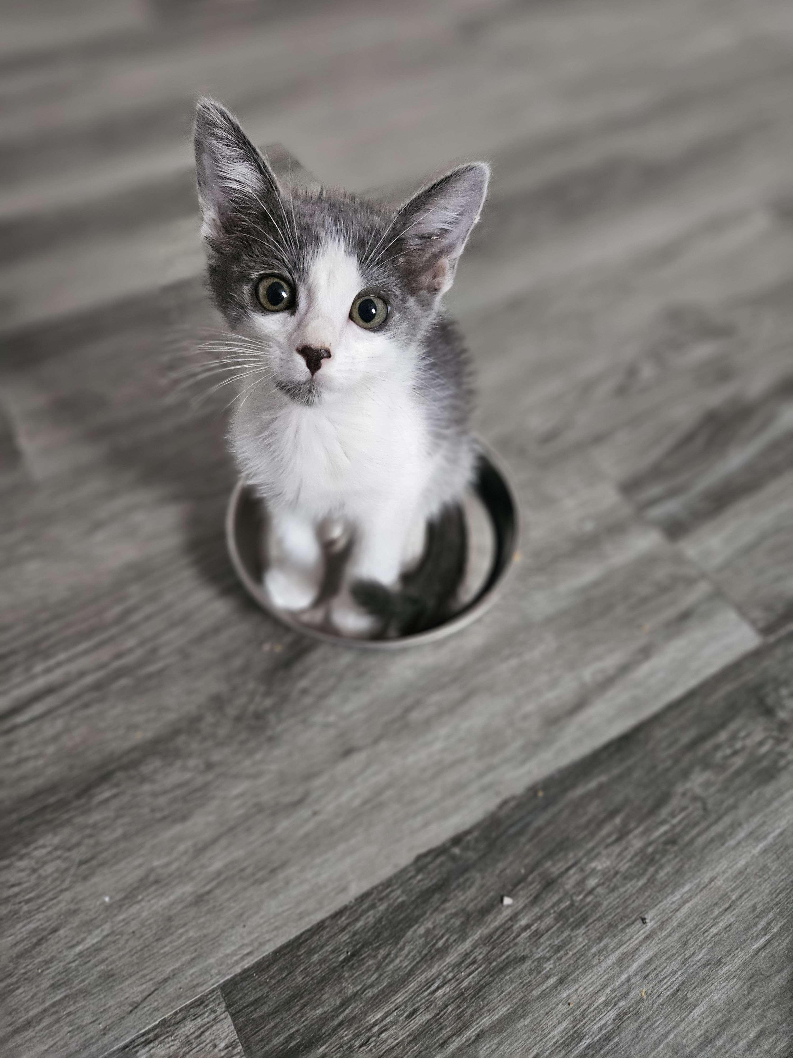 Enlarge Gin, a Adopted Domestic Short Hair in Rancho Santa Margarita, CA image 2/6