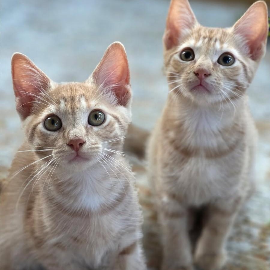 Harlow, Adoptable, Young Male Domestic Medium Hair.