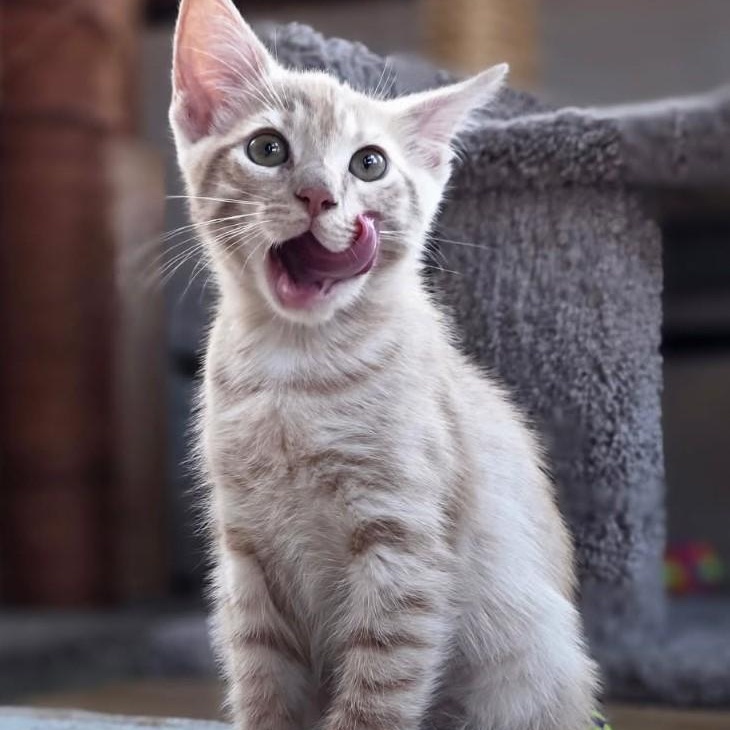 Harlow, a Adoptable Domestic Medium Hair in West Orange, NJ image 2/4