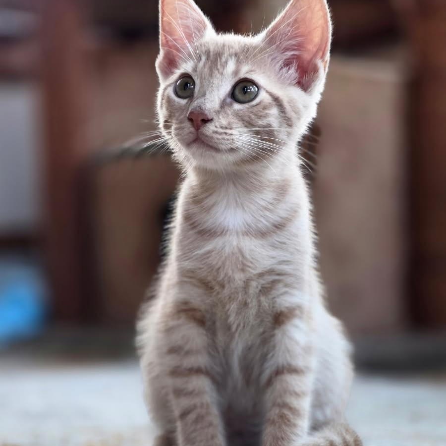 Harlow, a Adoptable Domestic Medium Hair in West Orange, NJ image 3/4