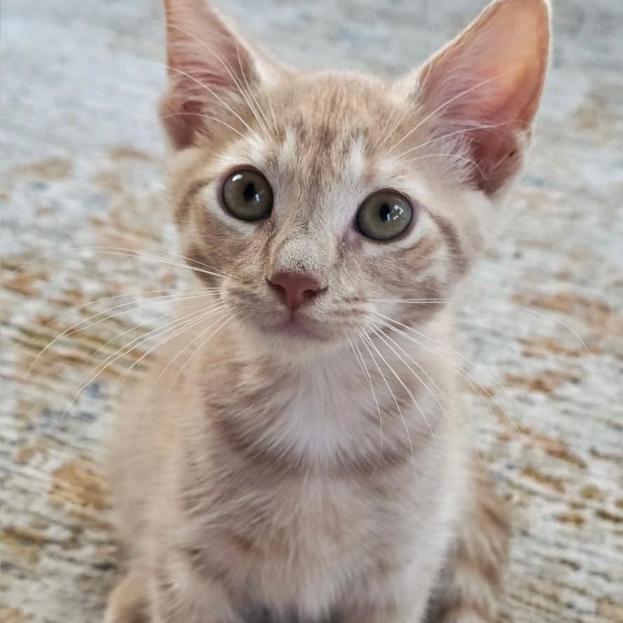 Harlow, a Adoptable Domestic Medium Hair in West Orange, NJ image 4/4