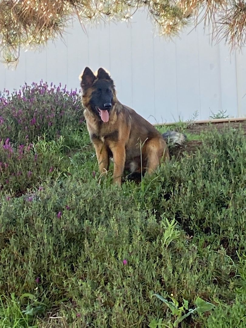 Enlarge Wolfie, a Adopted mixed breed in Perris, CA image 1/6