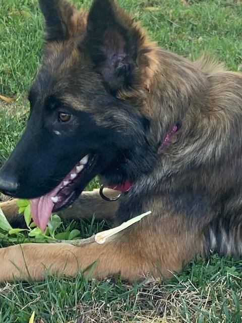 Enlarge Wolfie, a Adopted mixed breed in Perris, CA image 2/6