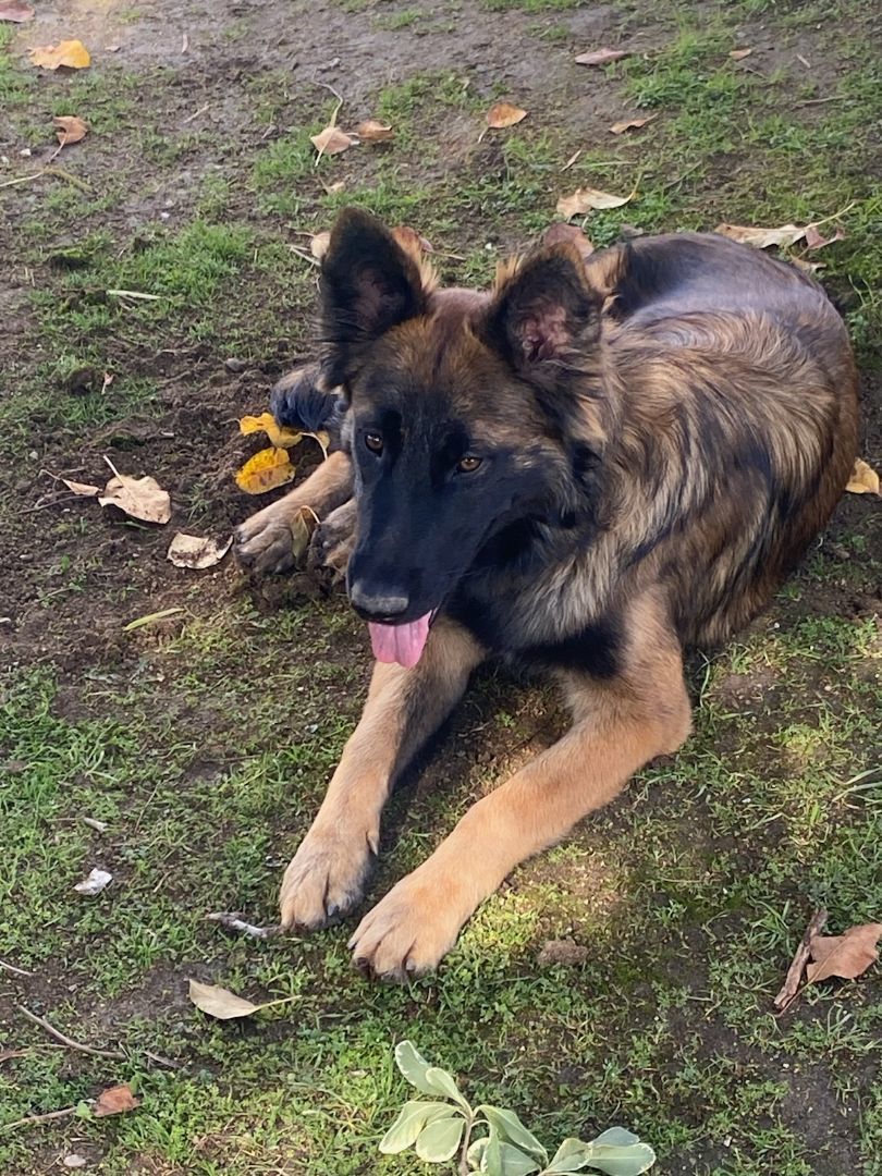 Enlarge Wolfie, a Adopted mixed breed in Perris, CA image 3/6
