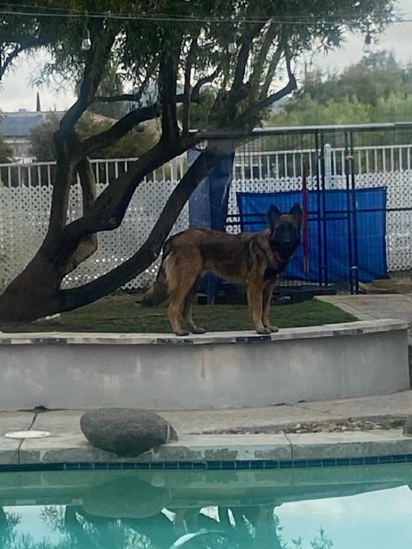 Enlarge Wolfie, a Adopted mixed breed in Perris, CA image 5/6