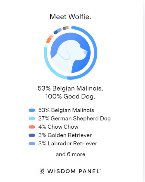 Enlarge Wolfie, a Adopted mixed breed in Perris, CA image 6/6