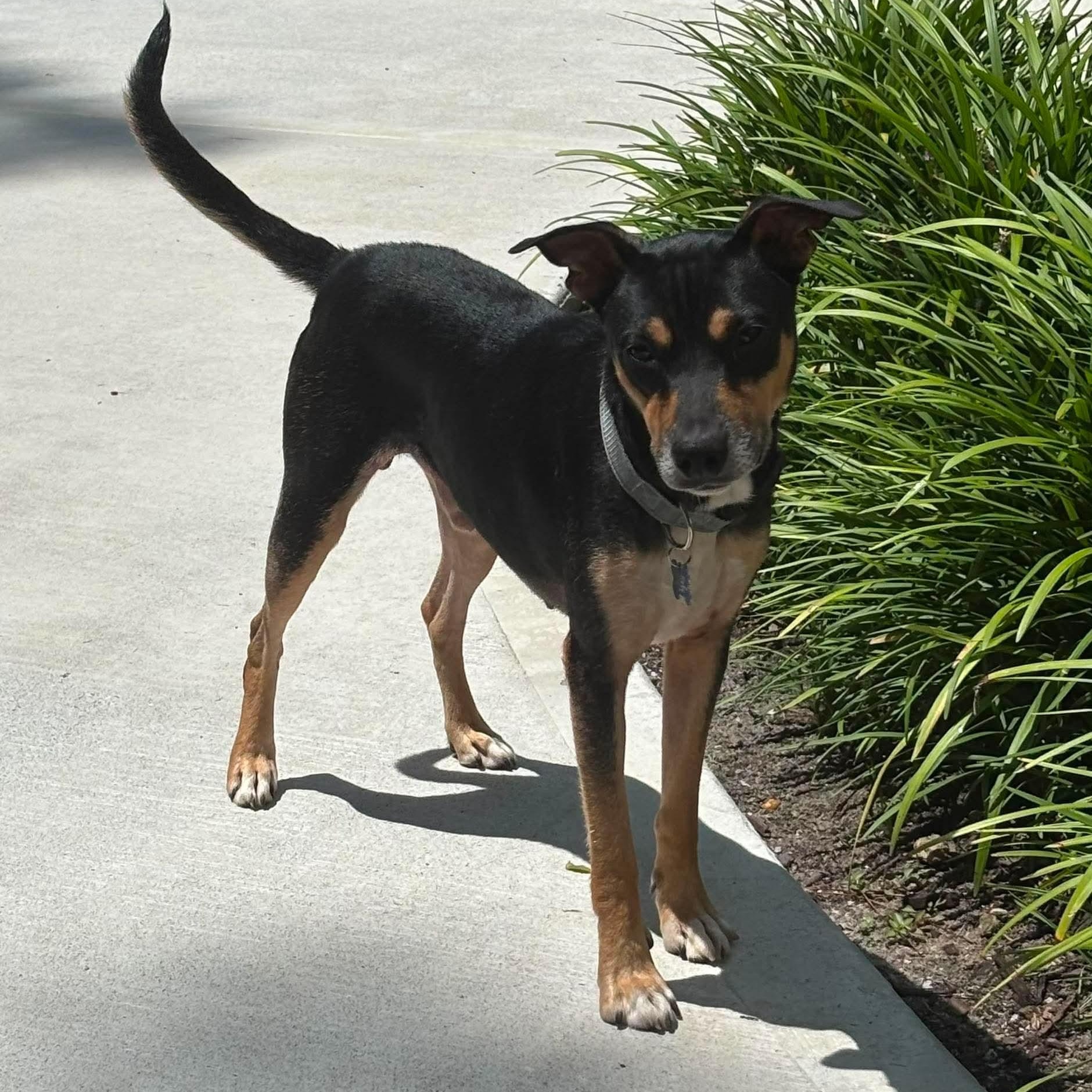 Enlarge Grand Pappy, a ADOPTABLE mixed breed in Wando, SC image 6/6