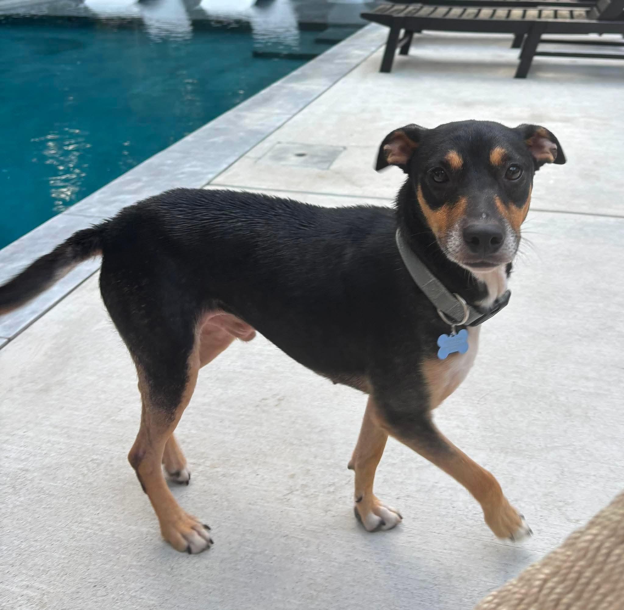 Grand Pappy, ADOPTABLE, Adult Male Mixed Breed.