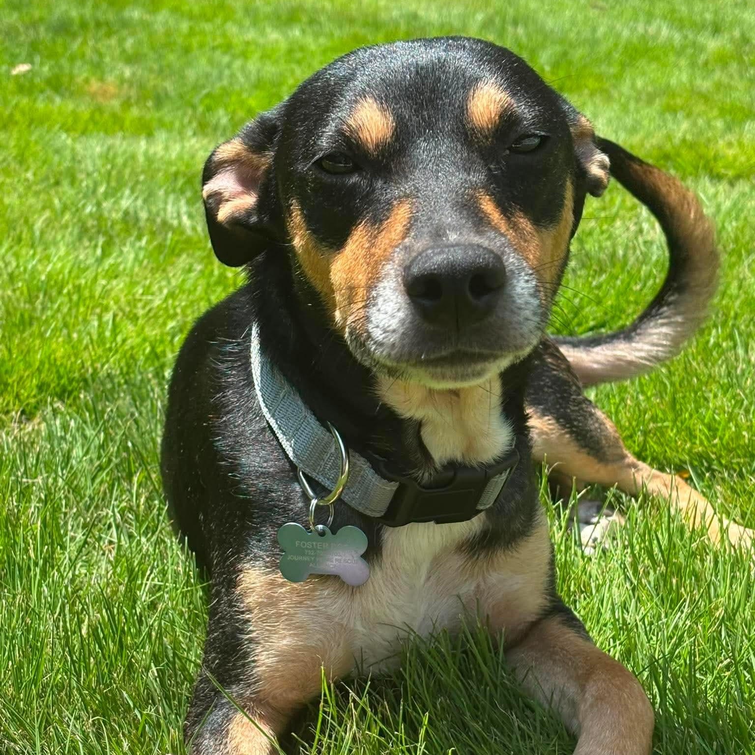 Enlarge Grand Pappy, a ADOPTABLE mixed breed in Wando, SC image 3/6