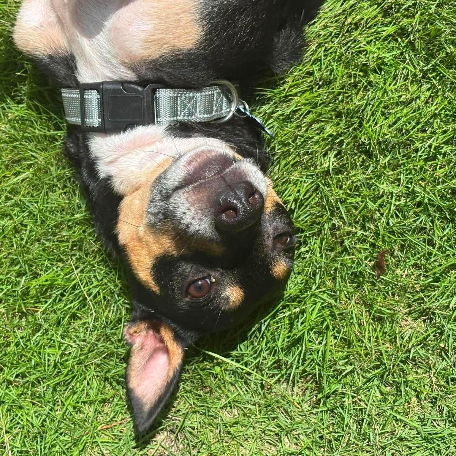 Enlarge Grand Pappy, a ADOPTABLE mixed breed in Wando, SC image 5/6