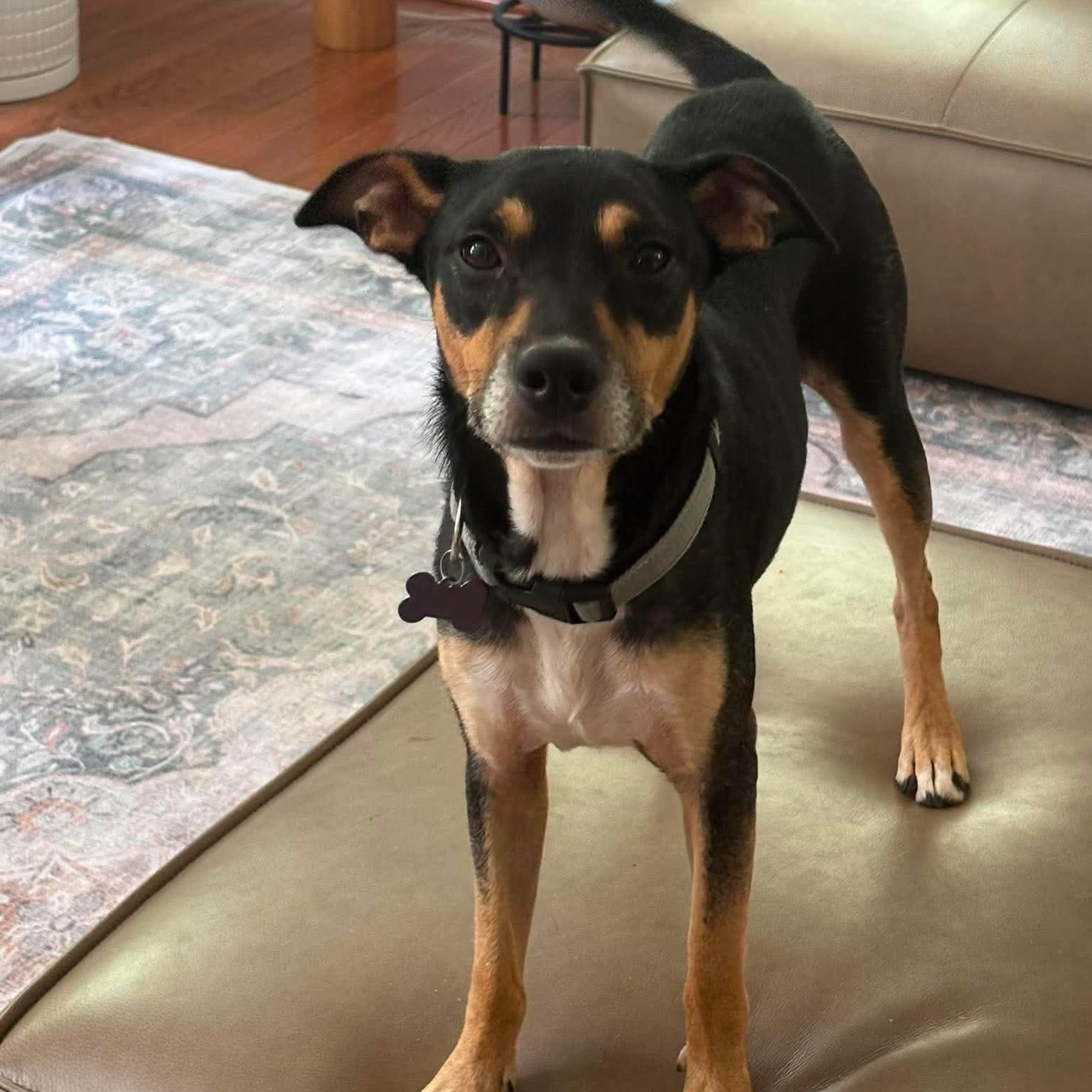 Enlarge Grand Pappy, a ADOPTABLE mixed breed in Wando, SC image 2/6