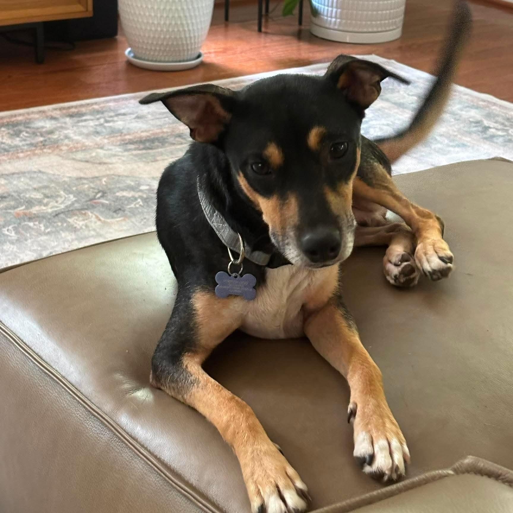 Enlarge Grand Pappy, a ADOPTABLE mixed breed in Wando, SC image 4/6
