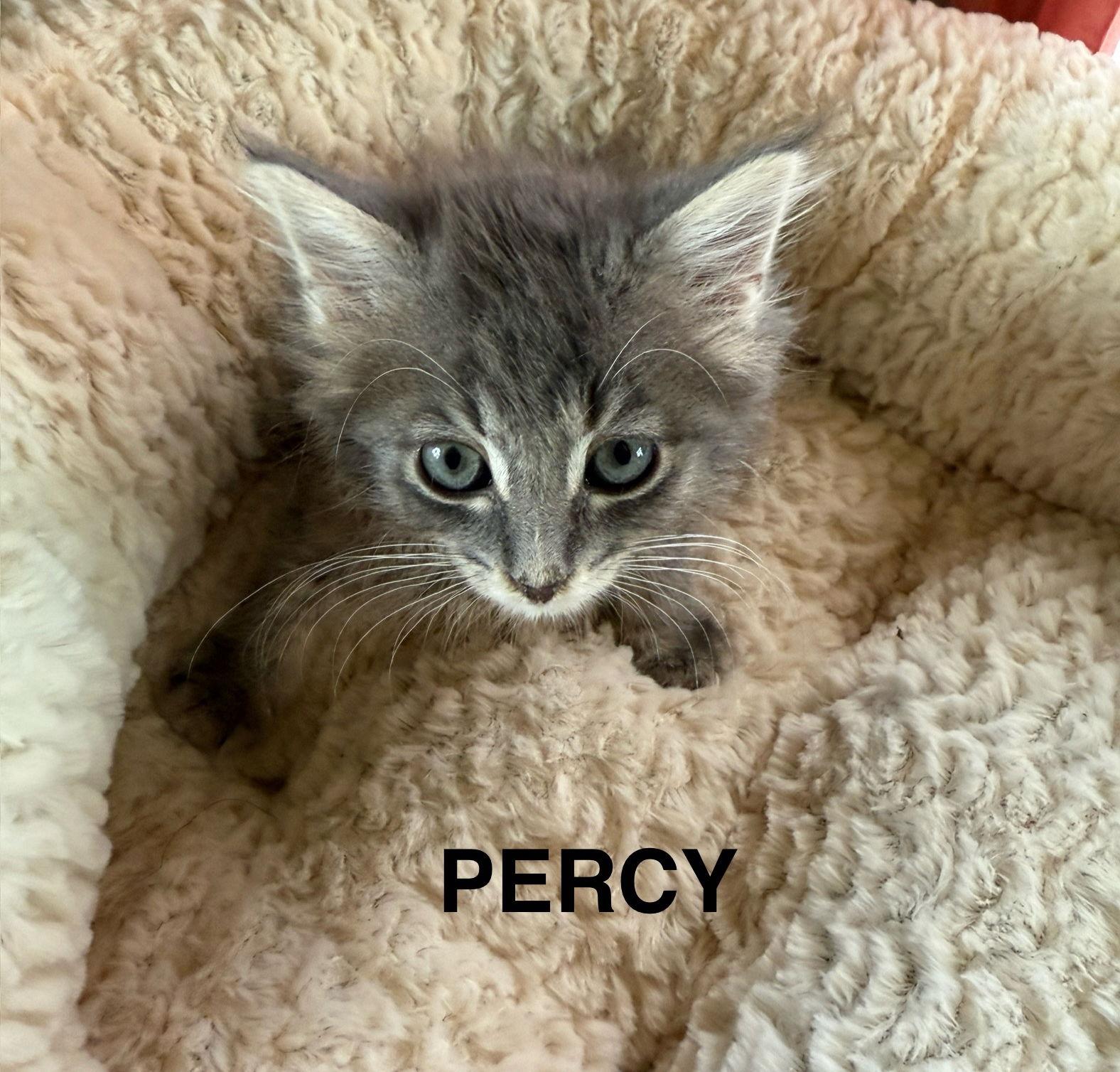 CAT - PERCY, Adopted, Kitten Male Domestic Medium Hair.