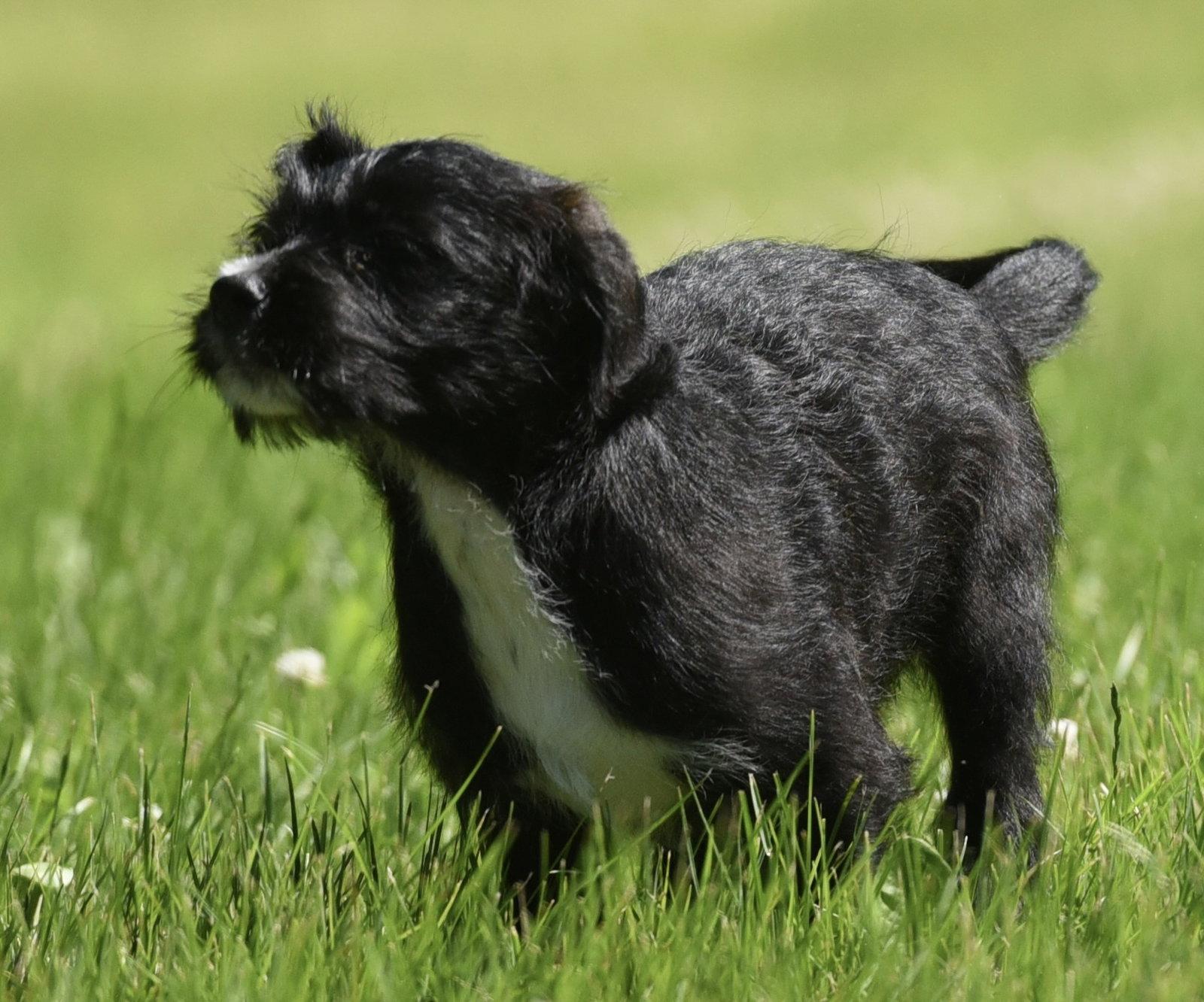 Marigold, Adopted, Puppy Female Labrador Retriever & Poodle.