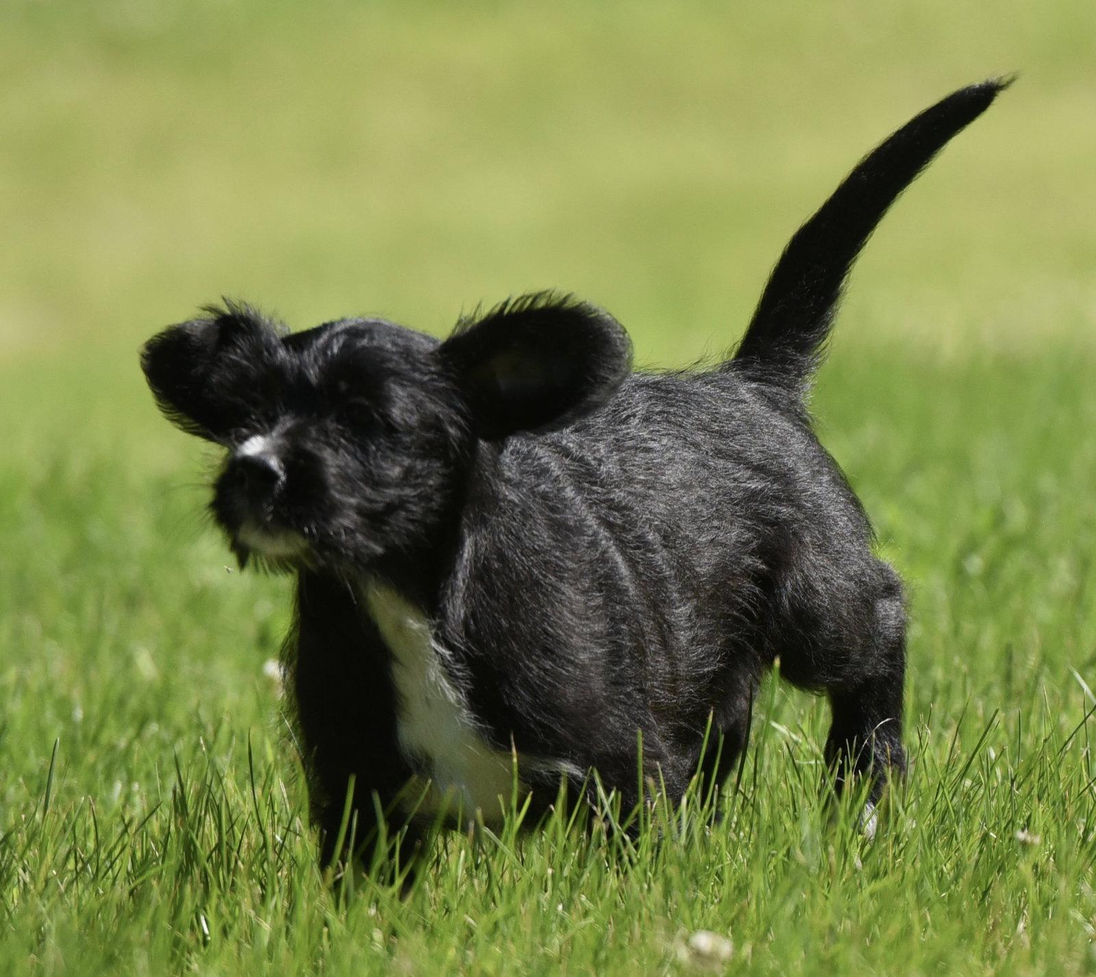 Enlarge Marigold, a Adopted mixed breed in Mechanicsburg, PA image 2/3