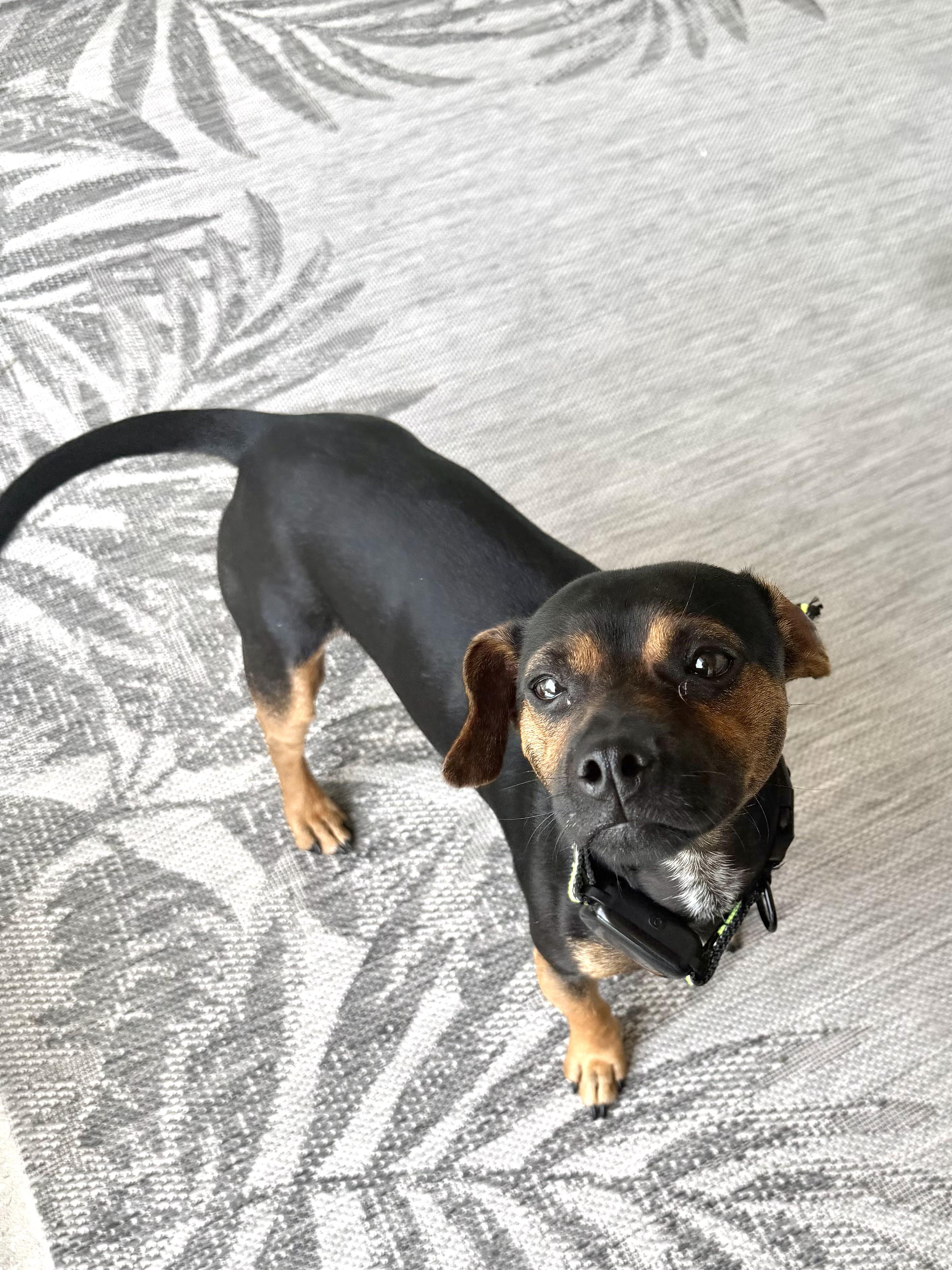 Enlarge Hawkins, a ADOPTABLE mixed breed in Durham, NC image 2/3
