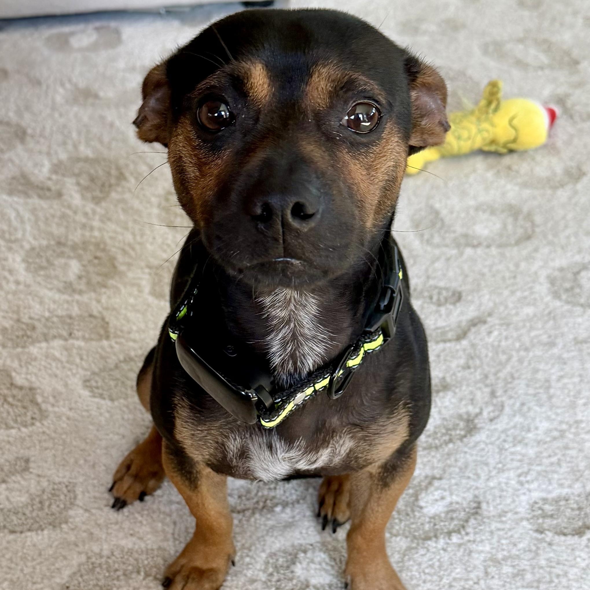 Hawkins, ADOPTABLE, Young Male Chihuahua & Pit Bull Terrier.