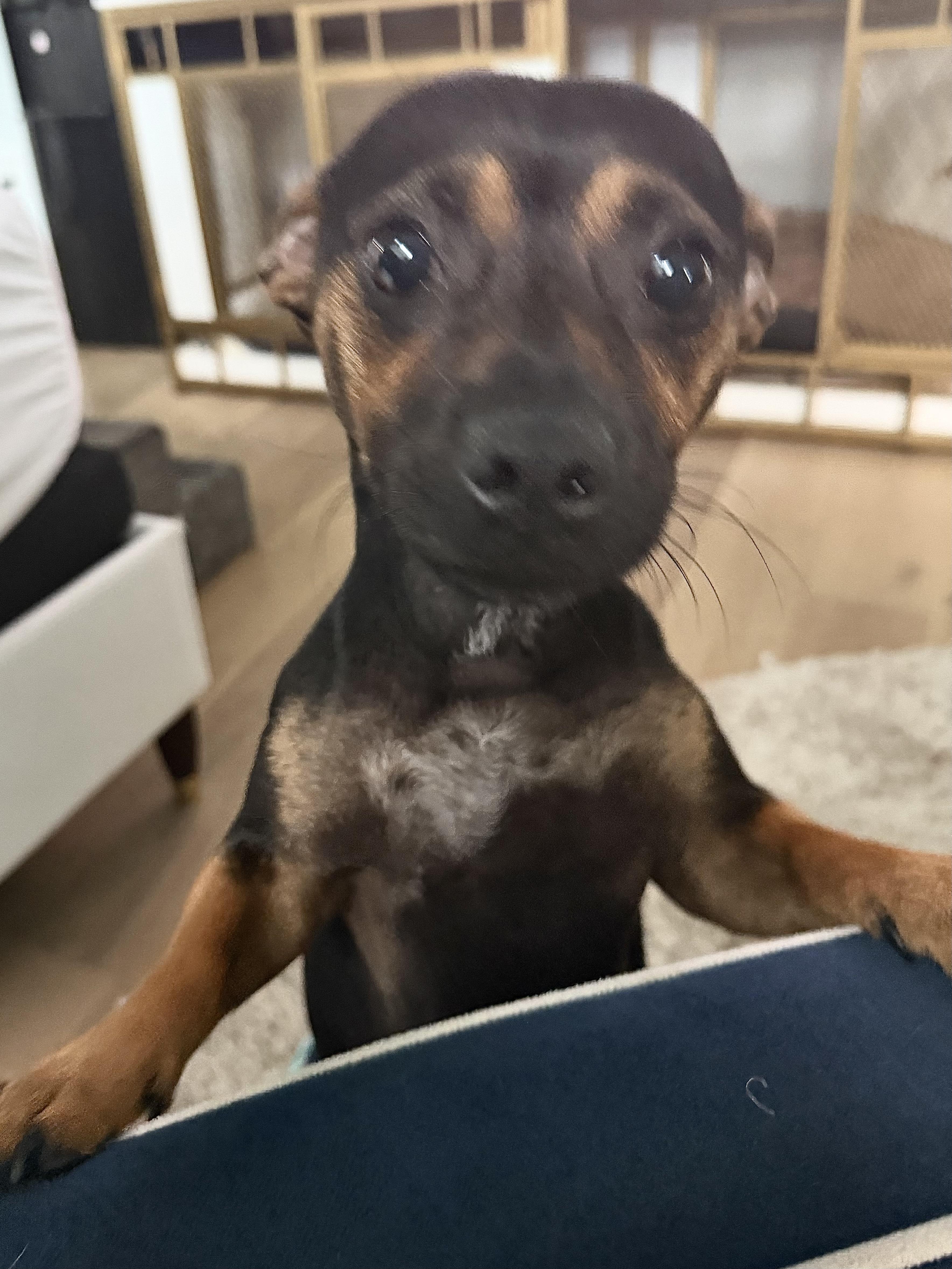 Enlarge Hawkins, a ADOPTABLE mixed breed in Durham, NC image 3/3