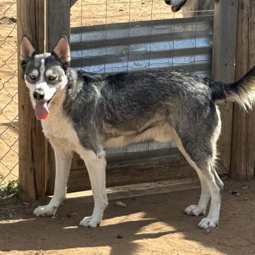 Creed, Adoptable, Adult Male Husky & Mixed Breed.