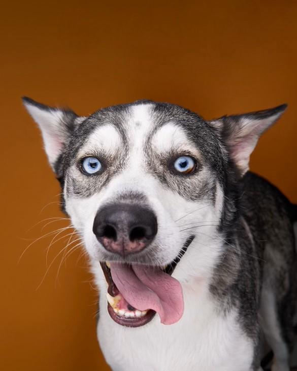 Creed, a Adoptable mixed breed in Sullivan City, TX image 2/2
