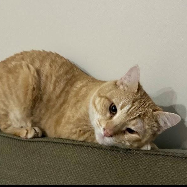 Enlarge Pooh Bear, a Adoptable mixed breed in Hyattsville, MD image 5/6