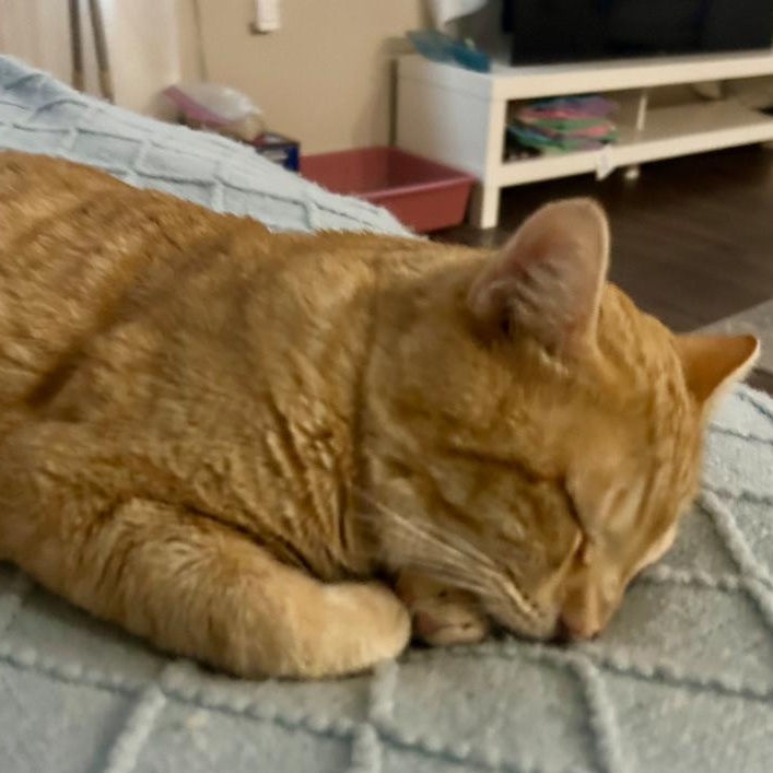 Enlarge Pooh Bear, a Adoptable mixed breed in Hyattsville, MD image 6/6