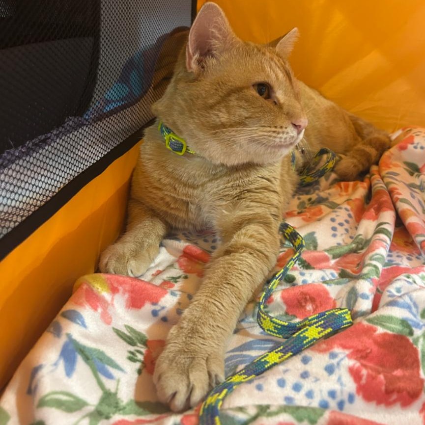 Enlarge Pooh Bear, a Adoptable mixed breed in Hyattsville, MD image 4/6