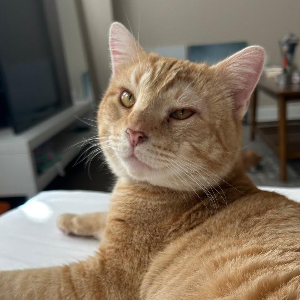 Pooh Bear, Adoptable, Adult Male Tabby & Domestic Short Hair.