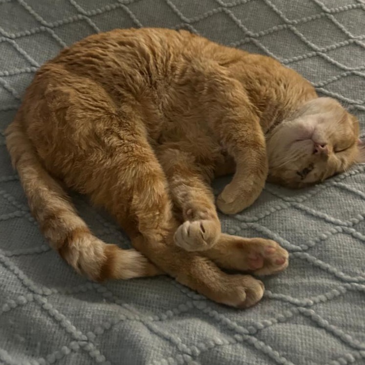 Enlarge Pooh Bear, a Adoptable mixed breed in Hyattsville, MD image 3/6