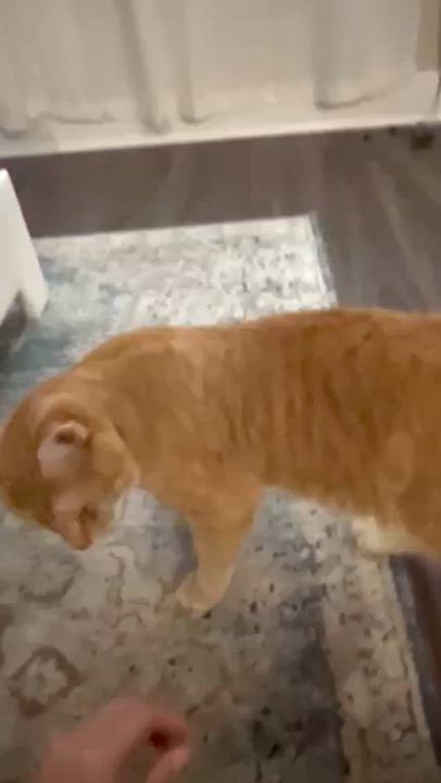 Enlarge Pooh Bear, a Adoptable mixed breed in Hyattsville, MD video 2/6