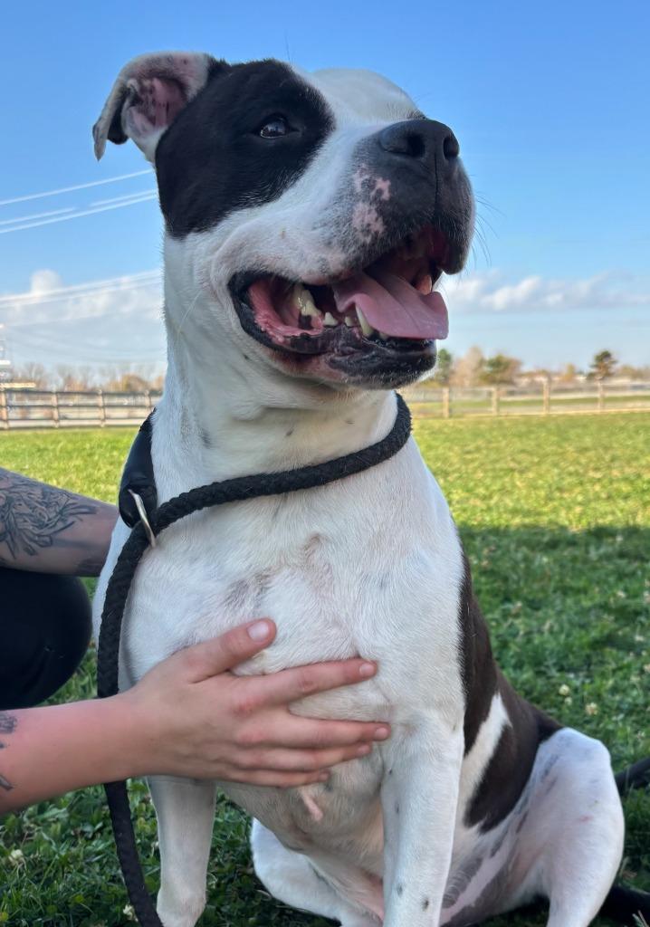 Enlarge Ace, a Adoptable Pit Bull Terrier in Greenfield, IN image 1/6