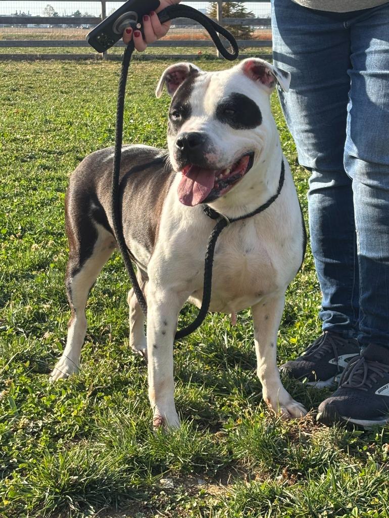 Enlarge Ace, a Adoptable Pit Bull Terrier in Greenfield, IN image 2/6