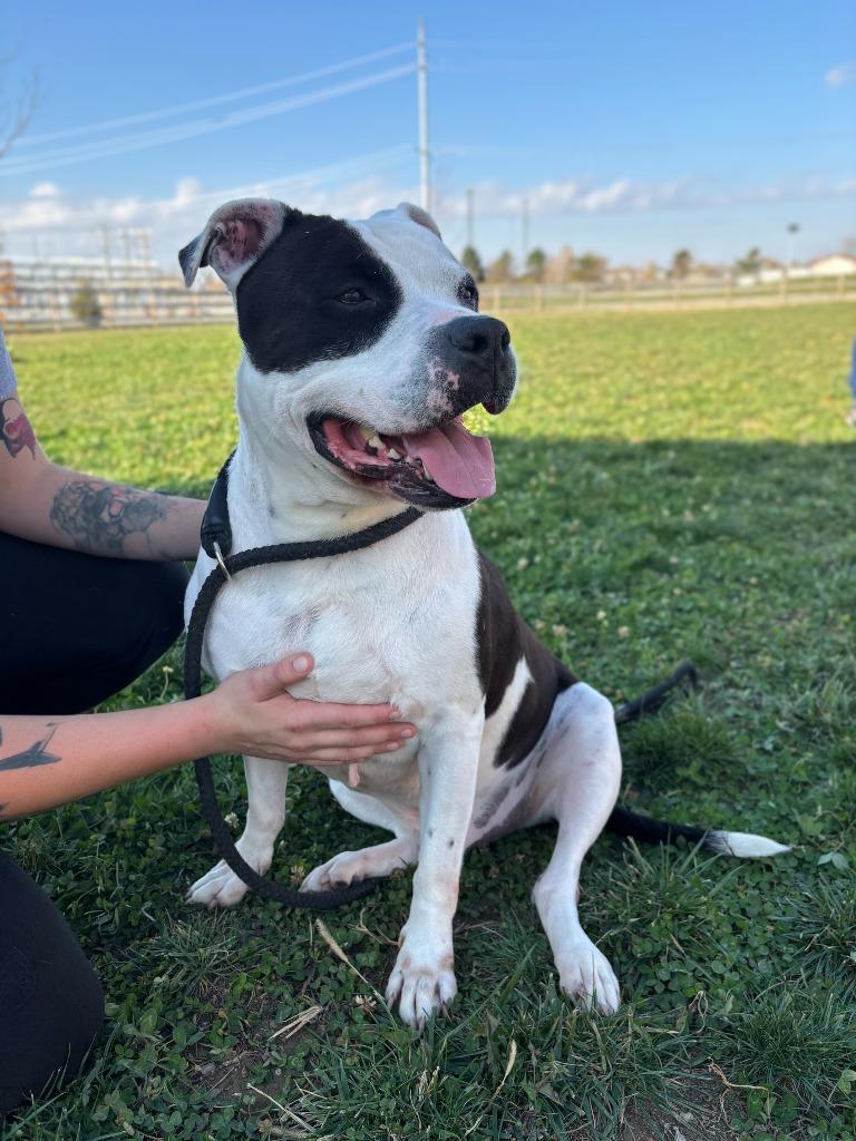 Enlarge Ace, a Adoptable Pit Bull Terrier in Greenfield, IN image 3/6