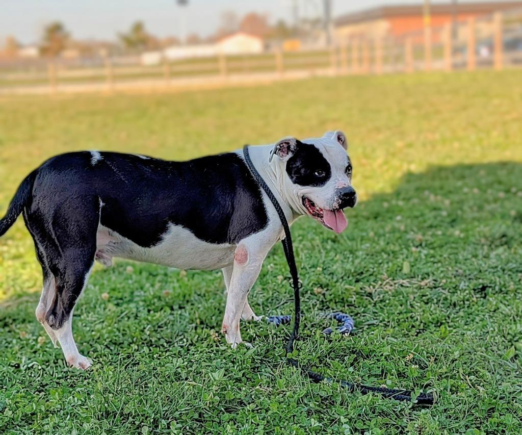 Enlarge Ace, a Adoptable Pit Bull Terrier in Greenfield, IN image 4/6