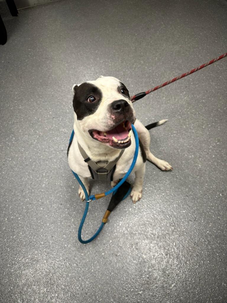 Enlarge Ace, a Adoptable Pit Bull Terrier in Greenfield, IN image 5/6