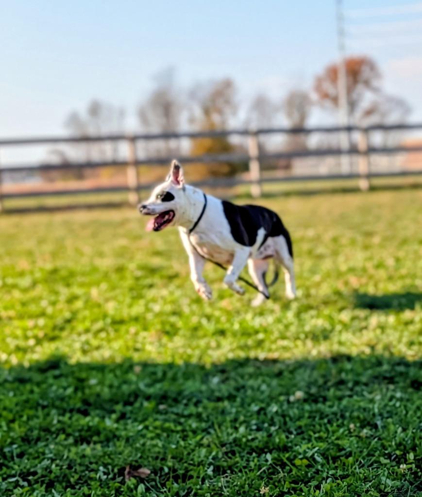 Enlarge Ace, a Adoptable Pit Bull Terrier in Greenfield, IN image 6/6