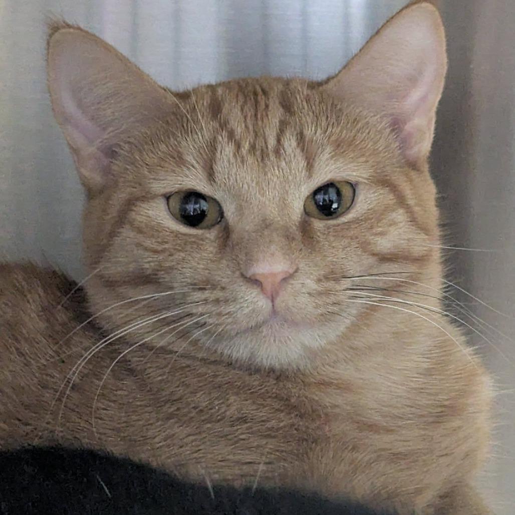 Enlarge Cassidy, a Adoptable Domestic Short Hair in Windsor, VA image 1/2