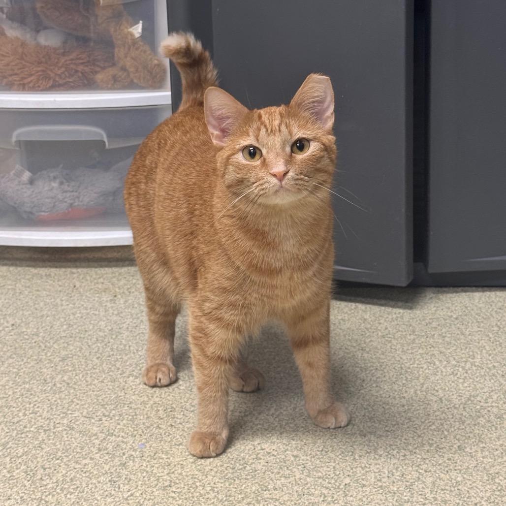 Enlarge Cassidy, a Adoptable Domestic Short Hair in Windsor, VA image 2/2