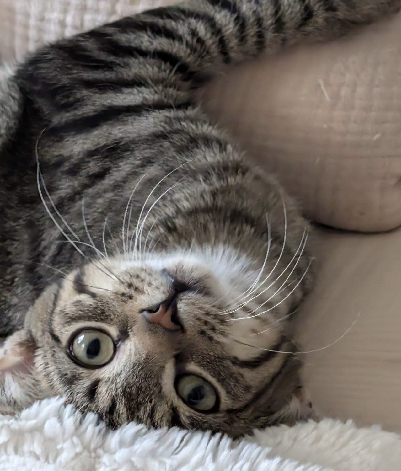 Fitz, Baby Male Domestic Short Hair