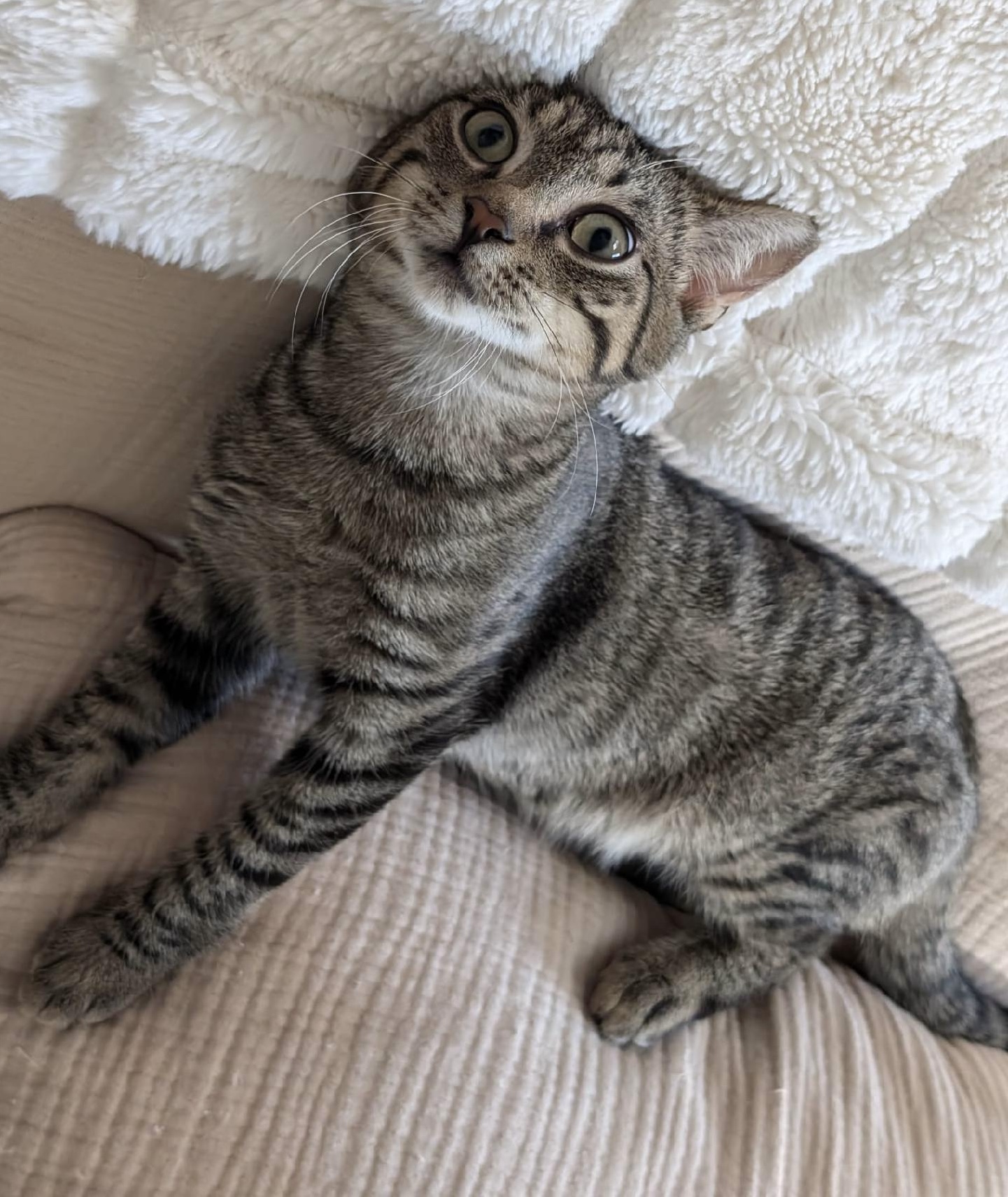 Fitz, a Adoptable Domestic Short Hair in East Hanover, NJ image 3/5