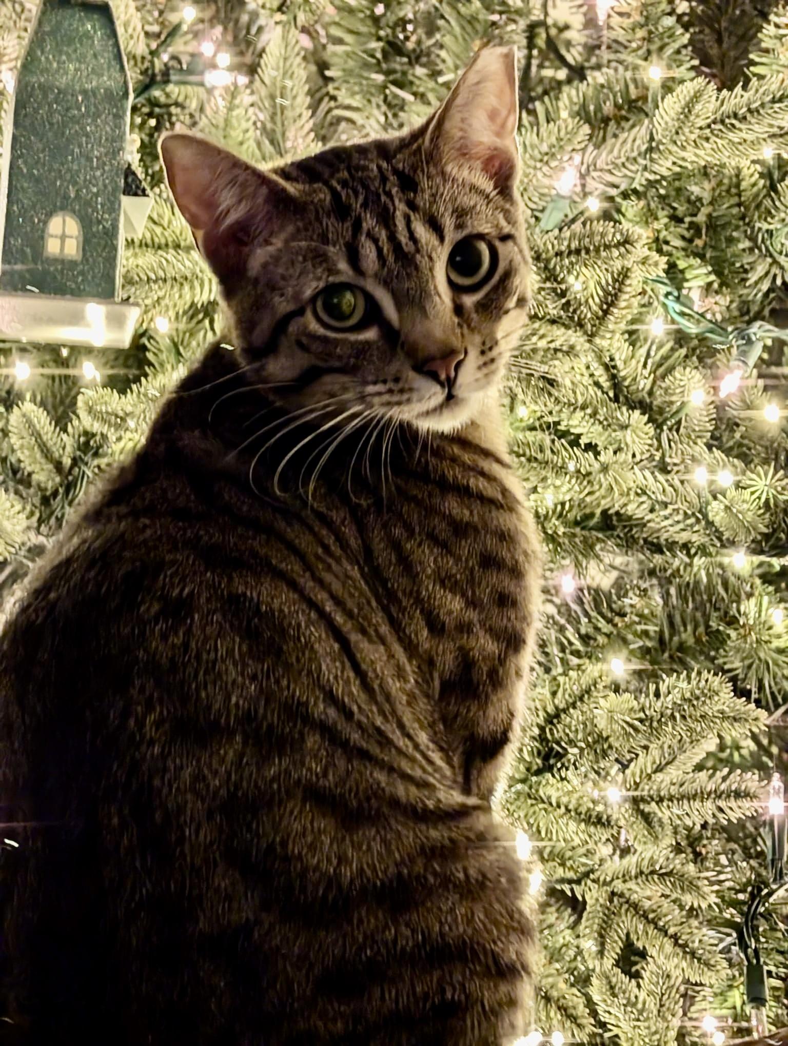 Fitz, a Adoptable Domestic Short Hair in East Hanover, NJ image 5/5